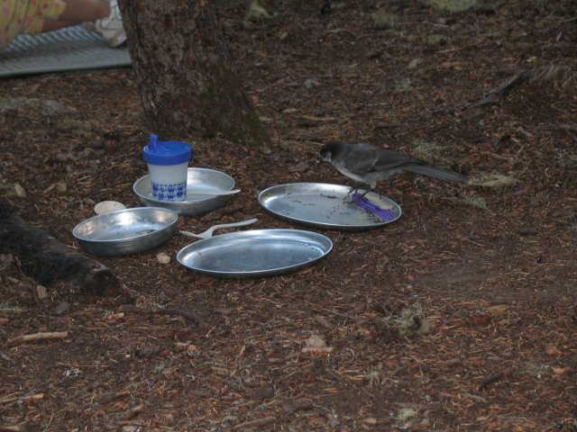 8.26-27.06 Twin Lakes & Palmateer Point 072 